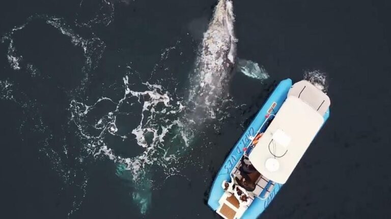 EN VIDEO | El momento en que una ballena dio a luz frente a un grupo de turistas