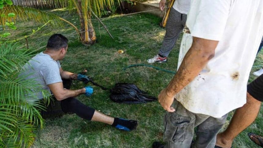 Ambientalistas encienden las alarmas tras confirmar muerte del flamenco encontrado llenó de petróleo en el lago de Maracaibo