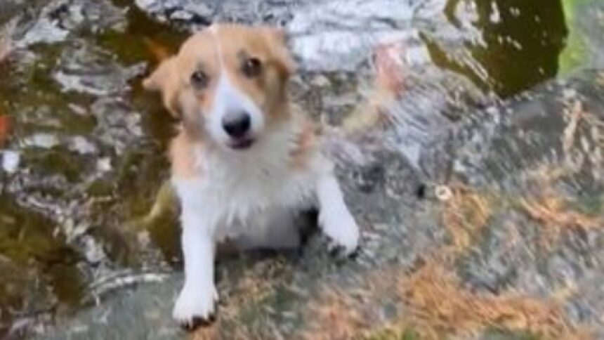 EN VIDEO | Perrito se hace viral tras entablar una extraña amistad con los peces de un estanque