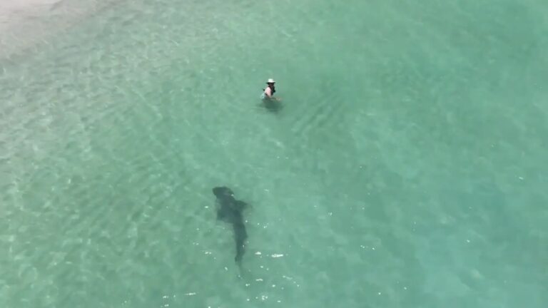 El aterrador video de un dron que muestra un tiburón acechando a bañistas en una playa