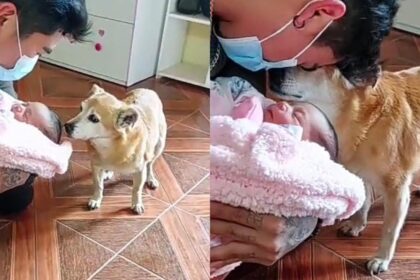 El tierno video viral de una perrita de 17 años conociendo a su hermanita humana recién nacida