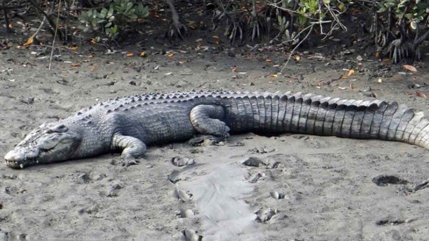 La impresionante foto de un cocodrilo de cuatro metros decapitado en una playa de Australia