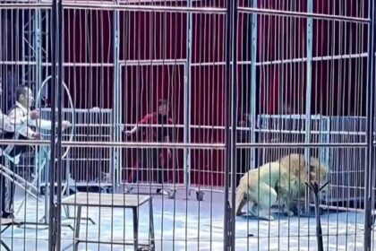 EN VIDEO | El angustiante momento en que dos leones se escaparon en plena función de circo