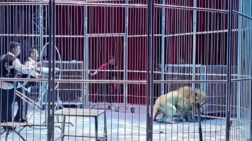 EN VIDEO | El angustiante momento en que dos leones se escaparon en plena función de circo