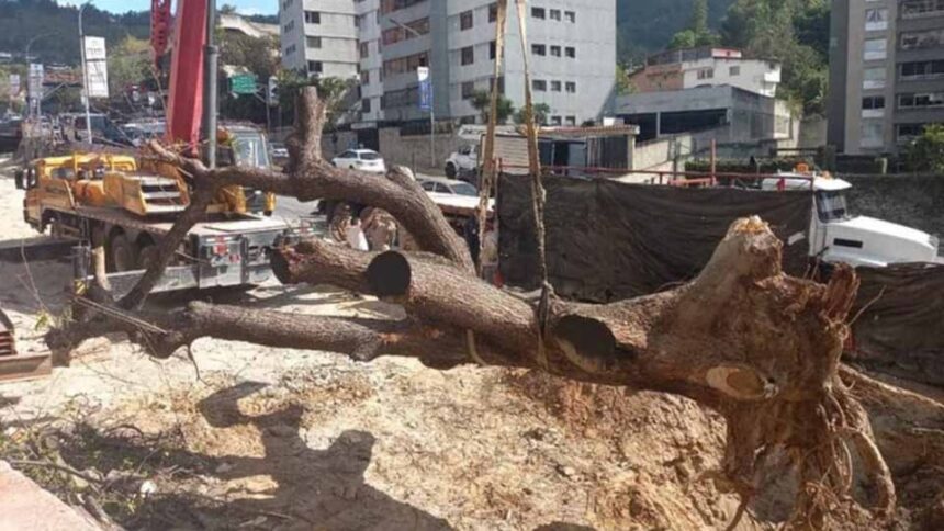 Vecinos del municipio El Hatillo criticaron la tala del emblemático Samán de El Cigarral +VIDEO