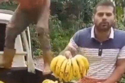 Investigarán a agricultores del video viral, botaron kilos de cambures a un río por falta de combustible para traslado