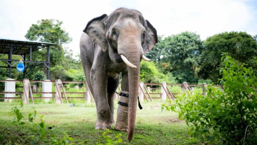 La historia de Chhouk, un elefante herido por cazadores que pudo caminar de nuevo gracias a una prótesis