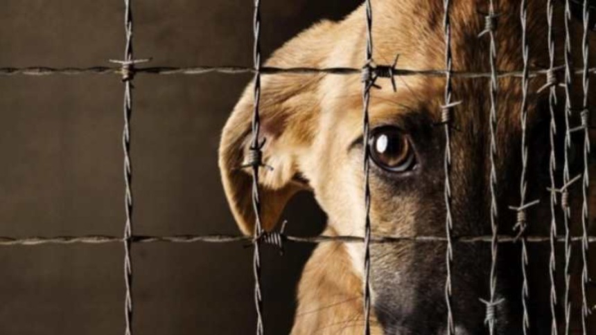 Proponen endurecer sanciones: 146 detenidos por maltrato animal durante el primer semestre de 2023