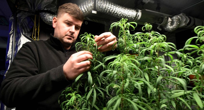 marihuana