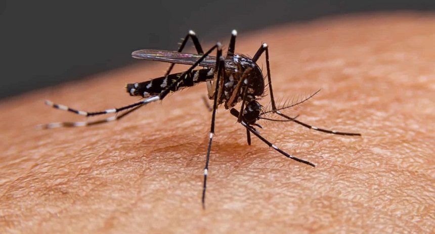 La Organización Panamericana de la Salud (OPS) advirtió, este jueves 28 de marzo, que se viene el peor brote de dengue en América Latina.  
