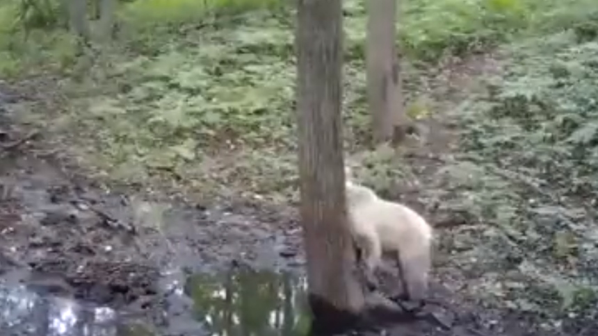 El video de la extraña cría de oso pardo albino que se volvió una sensación viral