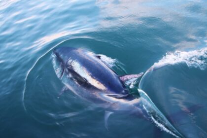 EN IMÁGENES: Bañistas cortan en trozos a gigantesco atún muerto que apareció en una playa de España