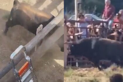 Videos de terror: Toro se escapó en una corrida en España y hay 10 heridos, uno de gravedad