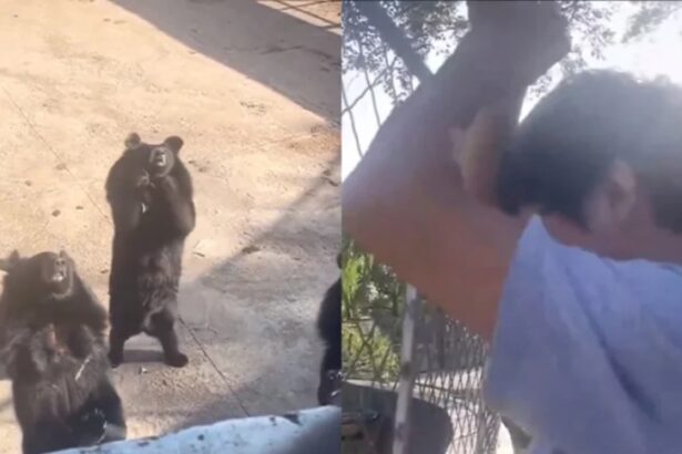Oso de zoológico en China imita pasos de baile viral en TikTok y todo queda registrado en video