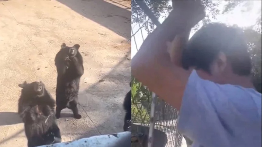 Oso de zoológico en China imita pasos de baile viral en TikTok y todo queda registrado en video