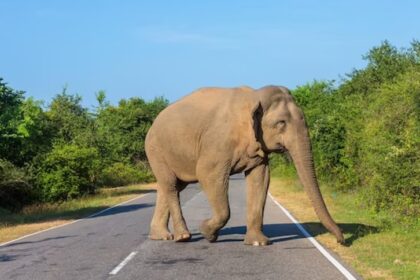 Turistas intentaron tomarse una selfie con un elefante en la India y terminaron perseguidos por el animal