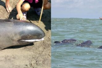 Durante la mañana de este lunes 4 de marzo, aparecieron varios delfines en las costas del estado Falcón. varados en las de Boca de Mangle