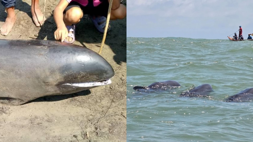 Durante la mañana de este lunes 4 de marzo, aparecieron varios delfines en las costas del estado Falcón. varados en las de Boca de Mangle