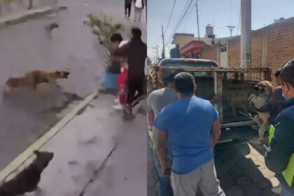 En México, un grupo de jóvenes estaban en una acera y fueron atacados salvajemente por jauría de perros callejeros.