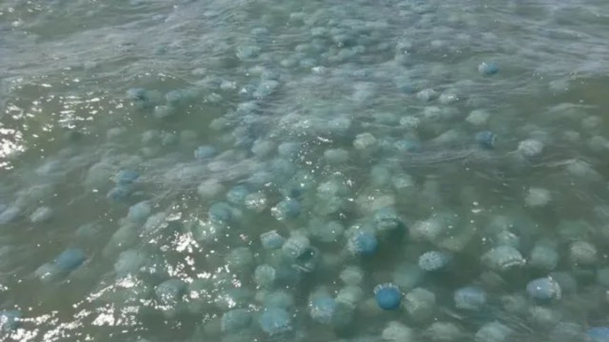 Alertan sobre "avistamientos masivos de medusas bola de cañón" en las costas venezolanas