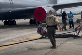 Las autoridades encontraron un caimán entre las ruedas de un avión en base militar de Florida (EEUU). El curioso hecho