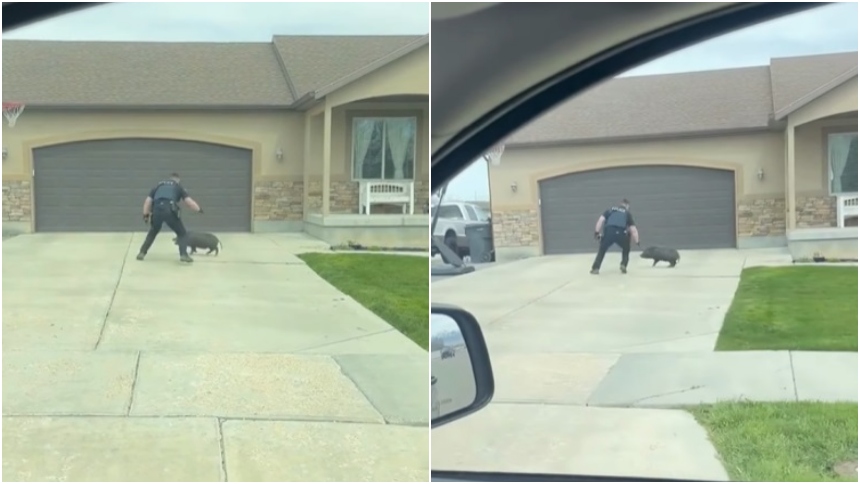 divertido video se hizo viral. En el mismo se muestra un policía tratando de capturar a un "cerdito fugitivo" en Grantsville, Utah (EEUU).  