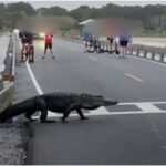 Un cocodrilo causó asombro y "paró el tráfico" en Carolina del Sur (EEUU), cuando apareció de la nada y en plena avenida.  