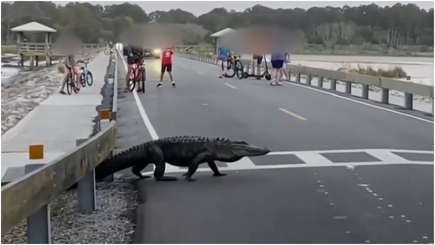 Un cocodrilo causó asombro y "paró el tráfico" en Carolina del Sur (EEUU), cuando apareció de la nada y en plena avenida.  